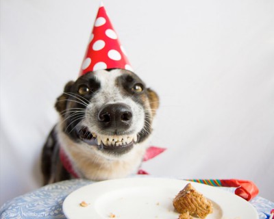 happy-birthday-smiling-dog_zpsf855da45 (1).jpg